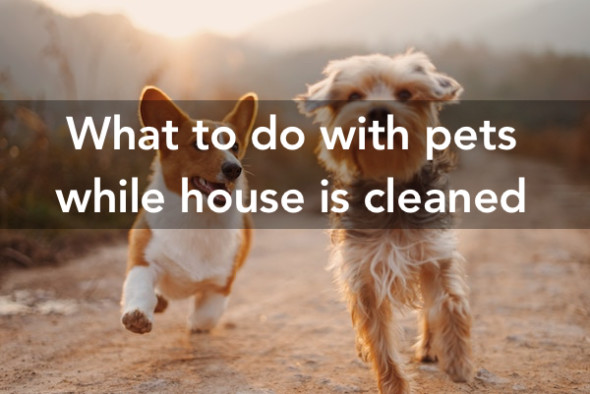 What To Do With Pets While House Is Being Cleaned