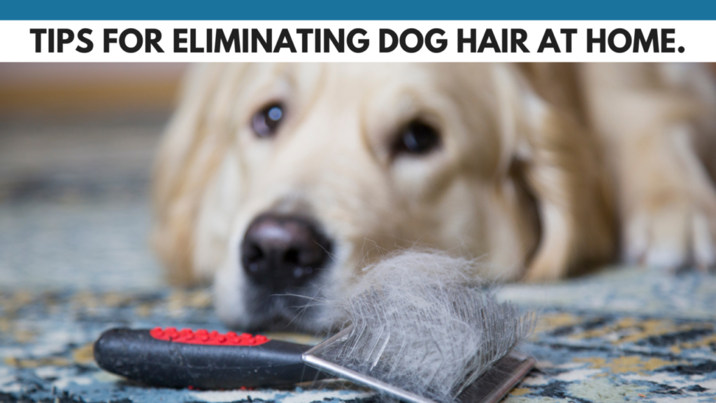 Tips for Eliminating Dog Hair at Home