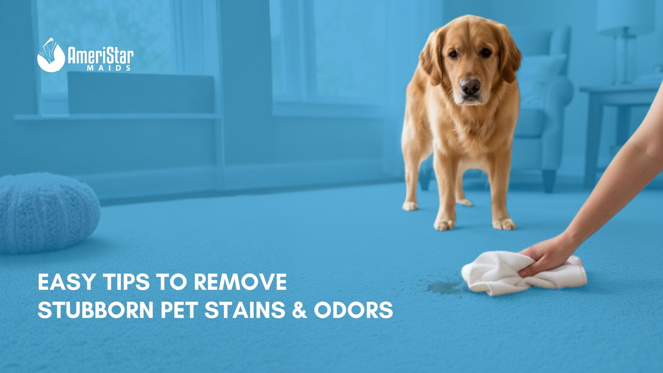 Easy tips to remove stubborn pet stains and odors